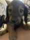 Dachshund Puppies for sale in Hagerstown, MD, USA. price: $900