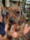 Dachshund Puppies for sale in Norwood, NC 28128, USA. price: $800