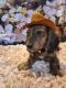 Dachshund Puppies for sale in Saucier, MS 39574, USA. price: $800