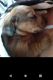 Dachshund Puppies for sale in Columbus, OH, USA. price: $1,000
