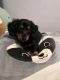Dachshund Puppies for sale in Terrell, TX 75160, USA. price: NA