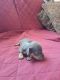 Dachshund Puppies for sale in 4920 Front Royal Pike, White Post, VA 22663, USA. price: NA