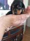 Dachshund Puppies for sale in 4920 Front Royal Pike, White Post, VA 22663, USA. price: $1,000