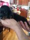 Dachshund Puppies for sale in 4920 Front Royal Pike, White Post, VA 22663, USA. price: NA