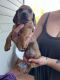 Dachshund Puppies for sale in Portland, OR, USA. price: $350