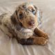 Dachshund Puppies for sale in Boston, MA, USA. price: $700