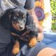 Dachshund Puppies for sale in Sparks, NV, USA. price: NA