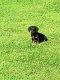 Dachshund Puppies for sale in Piedmont, SC 29673, USA. price: NA