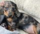 Dachshund Puppies for sale in Minot, ND 58701, USA. price: $800