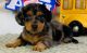 Dachshund Puppies for sale in Alabama City, Gadsden, AL 35904, USA. price: NA