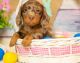 Dachshund Puppies for sale in California City, CA, USA. price: $700