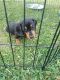 Dachshund Puppies for sale in Clearfield, PA 16830, USA. price: NA