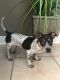Dachshund Puppies for sale in Slidell, LA, USA. price: $100