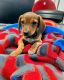 Dachshund Puppies for sale in 850 S 1, Ronkonkoma, NY 11779, USA. price: NA