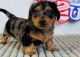 Dachshund Puppies for sale in California City, CA, USA. price: $700