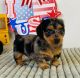 Dachshund Puppies for sale in CT-8, Winsted, CT, USA. price: $700