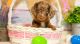 Dachshund Puppies for sale in Florida City, FL, USA. price: $700