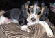Dachshund Puppies for sale in Weatherford, TX, USA. price: $800