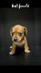 Dachshund Puppies for sale in McAllen, TX, USA. price: NA