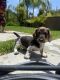 Dachshund Puppies for sale in Oceanside, CA 92057, USA. price: $1,800