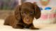 Dachshund Puppies for sale in Tucson, AZ, USA. price: $700