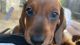 Dachshund Puppies for sale in Norwalk, CA, USA. price: NA