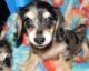 Dachshund Puppies for sale in Anchorage, AK 99514, USA. price: $500