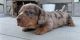 Dachshund Puppies for sale in Odessa, FL, USA. price: NA