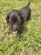 Dachshund Puppies for sale in Cochran, GA 31014, USA. price: $1,000