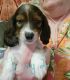 Dachshund Puppies for sale in Rockdale, TX 76567, USA. price: NA
