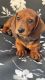 Dachshund Puppies for sale in Norwalk, CA, USA. price: $550