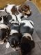Dachshund Puppies for sale in Spring City, TN 37381, USA. price: $800
