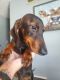 Dachshund Puppies for sale in Cocoa, FL, USA. price: $500