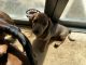 Dachshund Puppies for sale in Blue Springs, MO, USA. price: $400