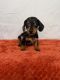 Dachshund Puppies for sale in Fontana, CA 92336, USA. price: NA