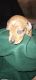 Dachshund Puppies for sale in Prospect Ave, Oshkosh, WI 54901, USA. price: NA