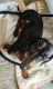 Dachshund Puppies for sale in Atlantic Beach, FL, USA. price: NA