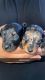 Dachshund Puppies for sale in Fresno, CA, USA. price: $1,500