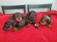 Dachshund Puppies for sale in Cocoa, FL, USA. price: $1,600
