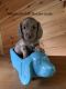 Dachshund Puppies for sale in Helenville, WI 53137, USA. price: NA