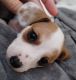 Dachshund Puppies for sale in Victoria, TX, USA. price: NA