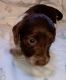 Dachshund Puppies for sale in Leoma, TN 38468, USA. price: $1,400