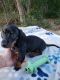 Dachshund Puppies for sale in Spring Hill, FL 34610, USA. price: $675