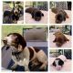 Dachshund Puppies for sale in Lake Elsinore, CA 92532, USA. price: NA