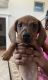 Dachshund Puppies for sale in Boerne, TX 78006, USA. price: $850