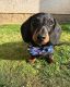 Dachshund Puppies for sale in 12520 Dare St, Norwalk, CA 90650, USA. price: NA