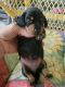 Dachshund Puppies for sale in Carrollton, VA 23314, USA. price: $1,500