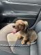 Dachshund Puppies for sale in Chesapeake, VA, USA. price: $1,500