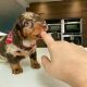 Dachshund Puppies for sale in Florida City, FL, USA. price: $500