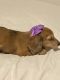 Dachshund Puppies for sale in Dayton, OH, USA. price: $1,500